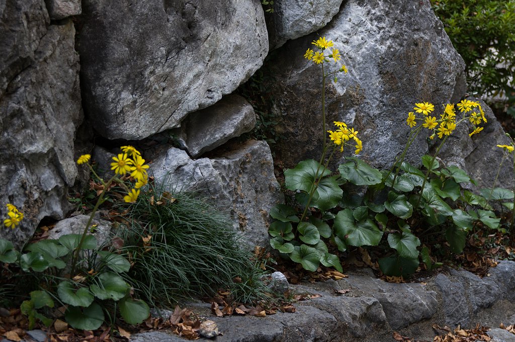 SIGMA 17-50mm F2.8 EX DC HSM 