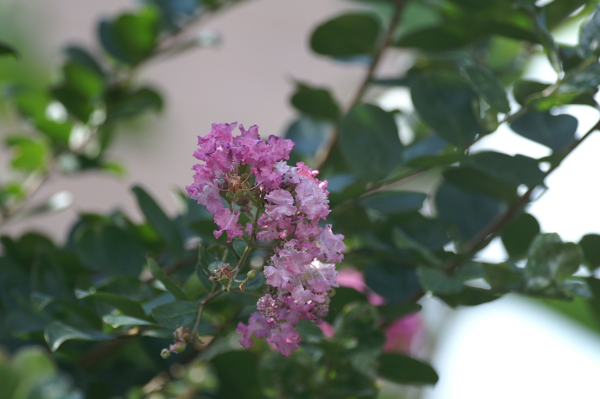 SIGMA 500mm F4.5 EX APO