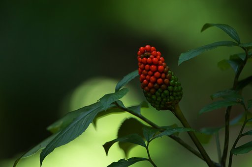 結実