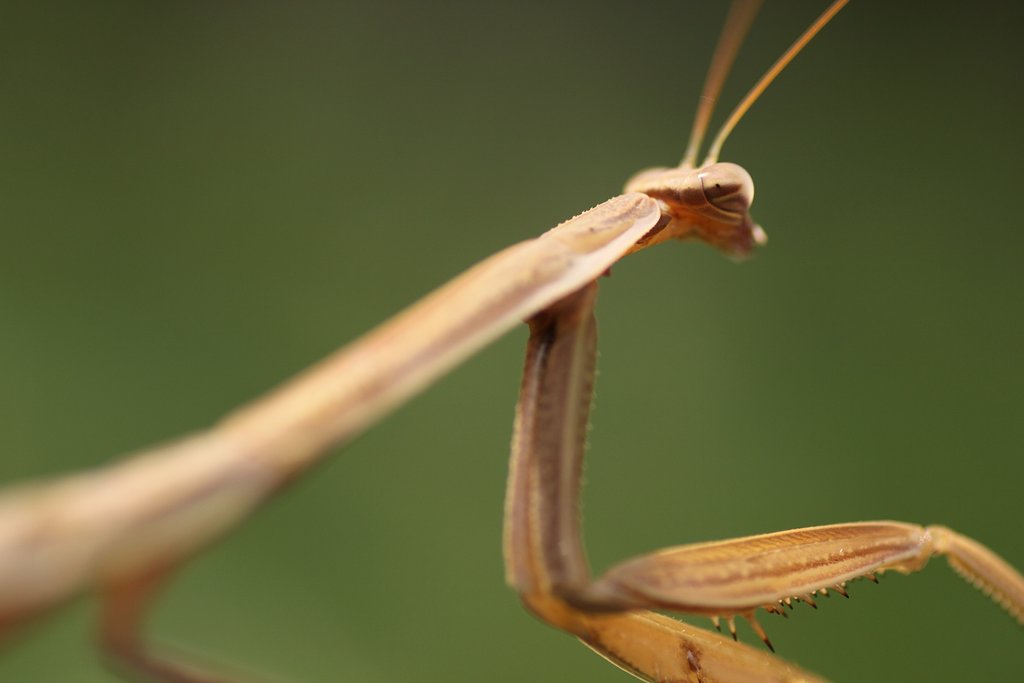 Tamron 90mm f2.8 macro 172E