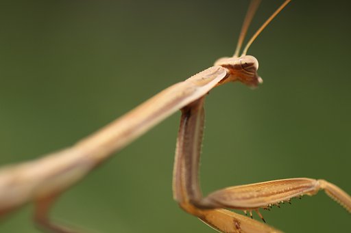 Tamron 90mm f2.8 macro 172E