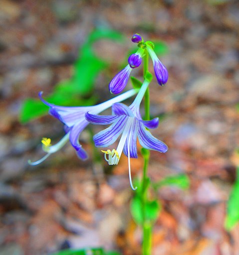 路傍の花