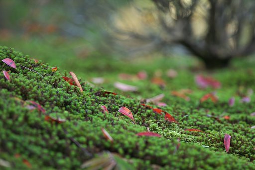 fallen leaves