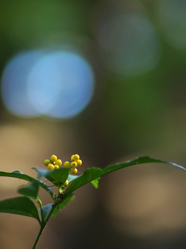 黄実