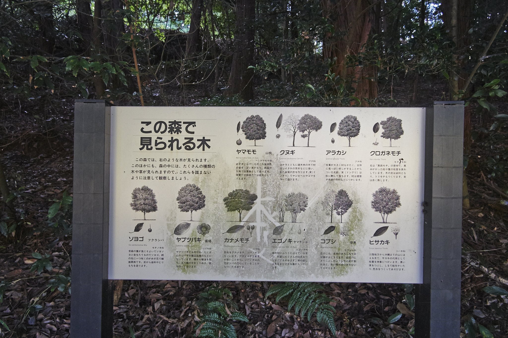 溜池遊記