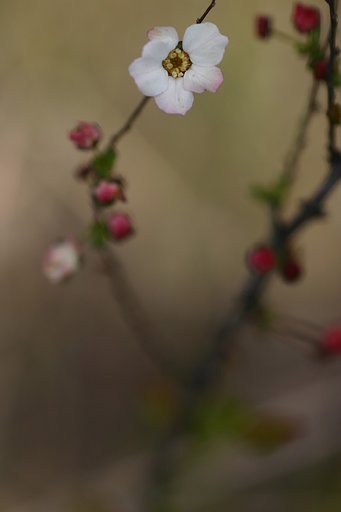 pink雪やなぎ