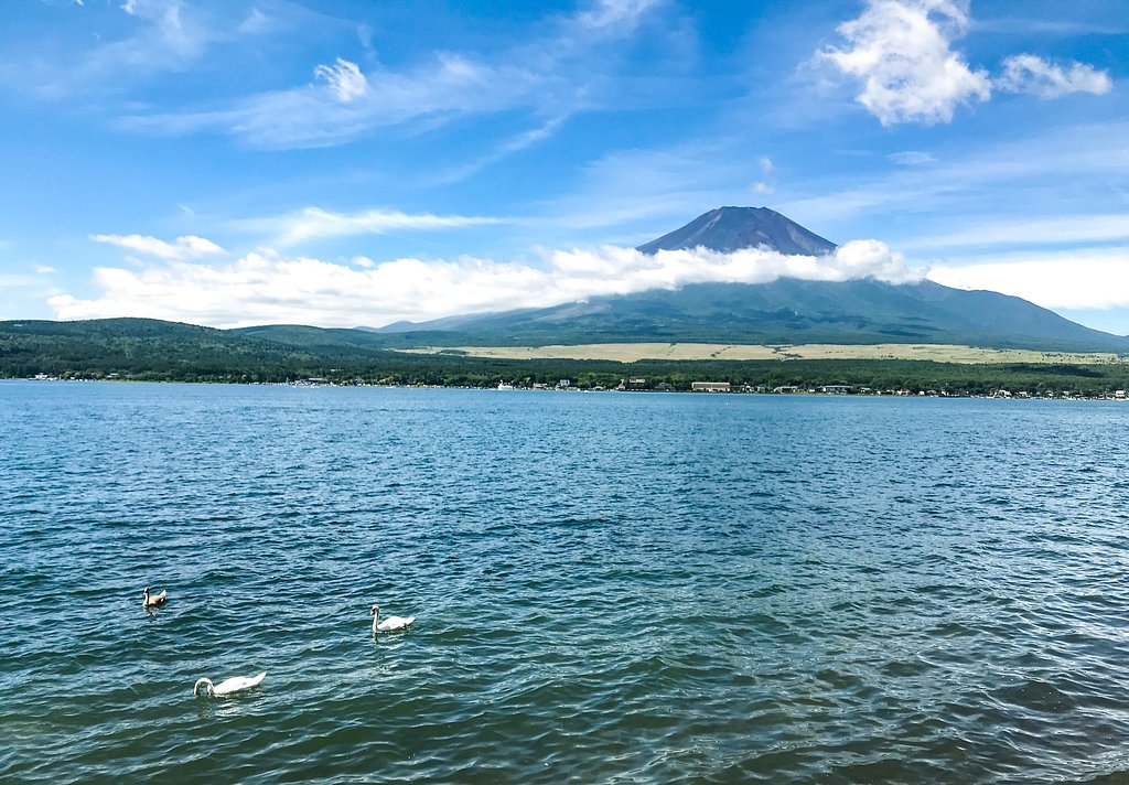 富士山と白鳥