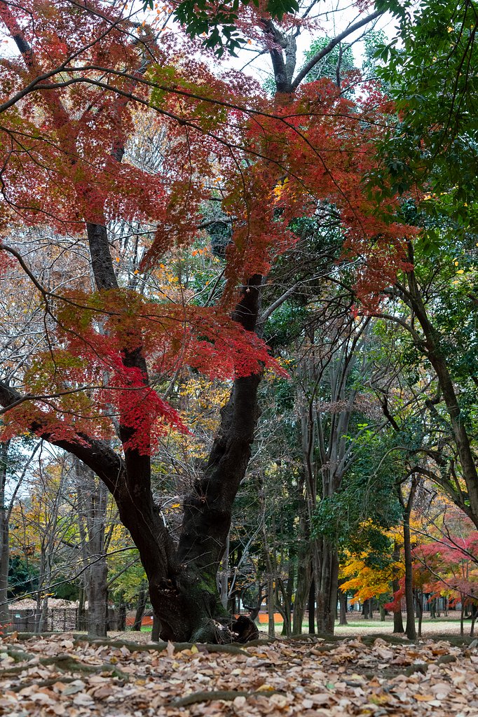 AF-S NIKKOR 24-120mm F4 G ED VR