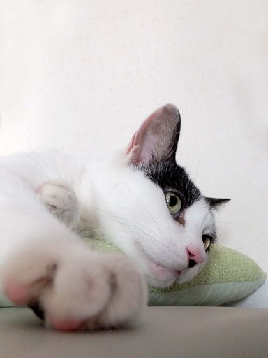 ネコ