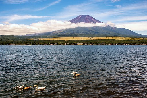 【涼夏】富士山と白鳥