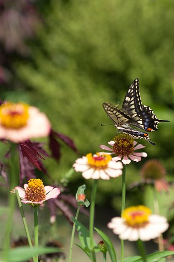 TAMRON SP AF 28-75mm F/2.8 