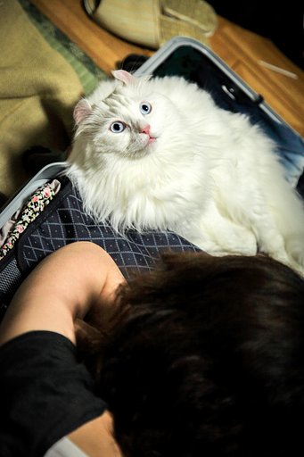 僕も行く！