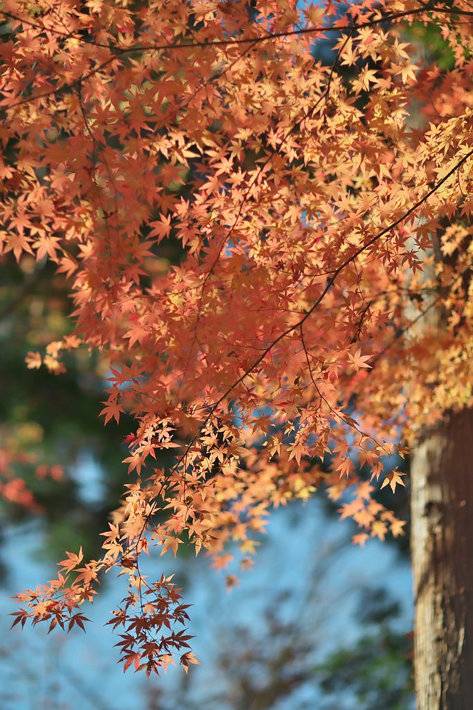 EF85mm F1.2LⅡ