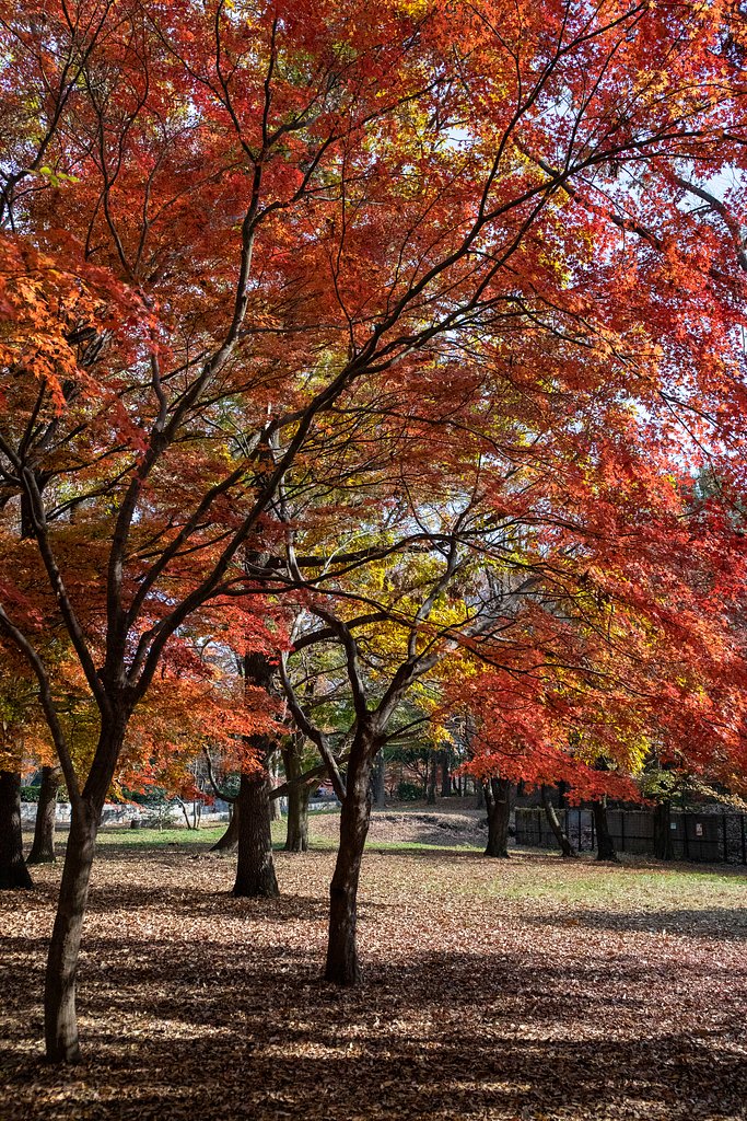 EF24-70mm f/4L IS USM