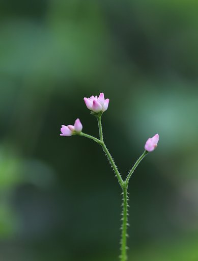 残酷な名前