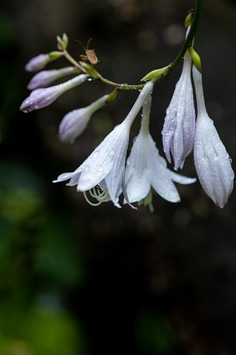EF180mm f/3.5L Macro USM