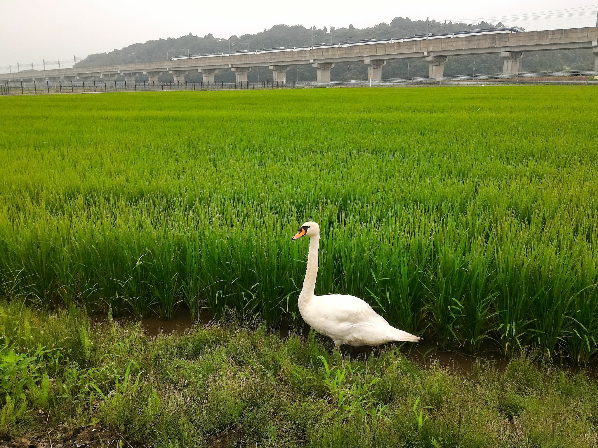 害鳥？