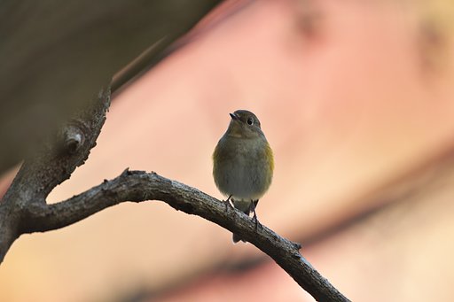 ルリビタキ♀