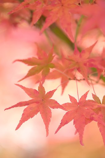 紅葉