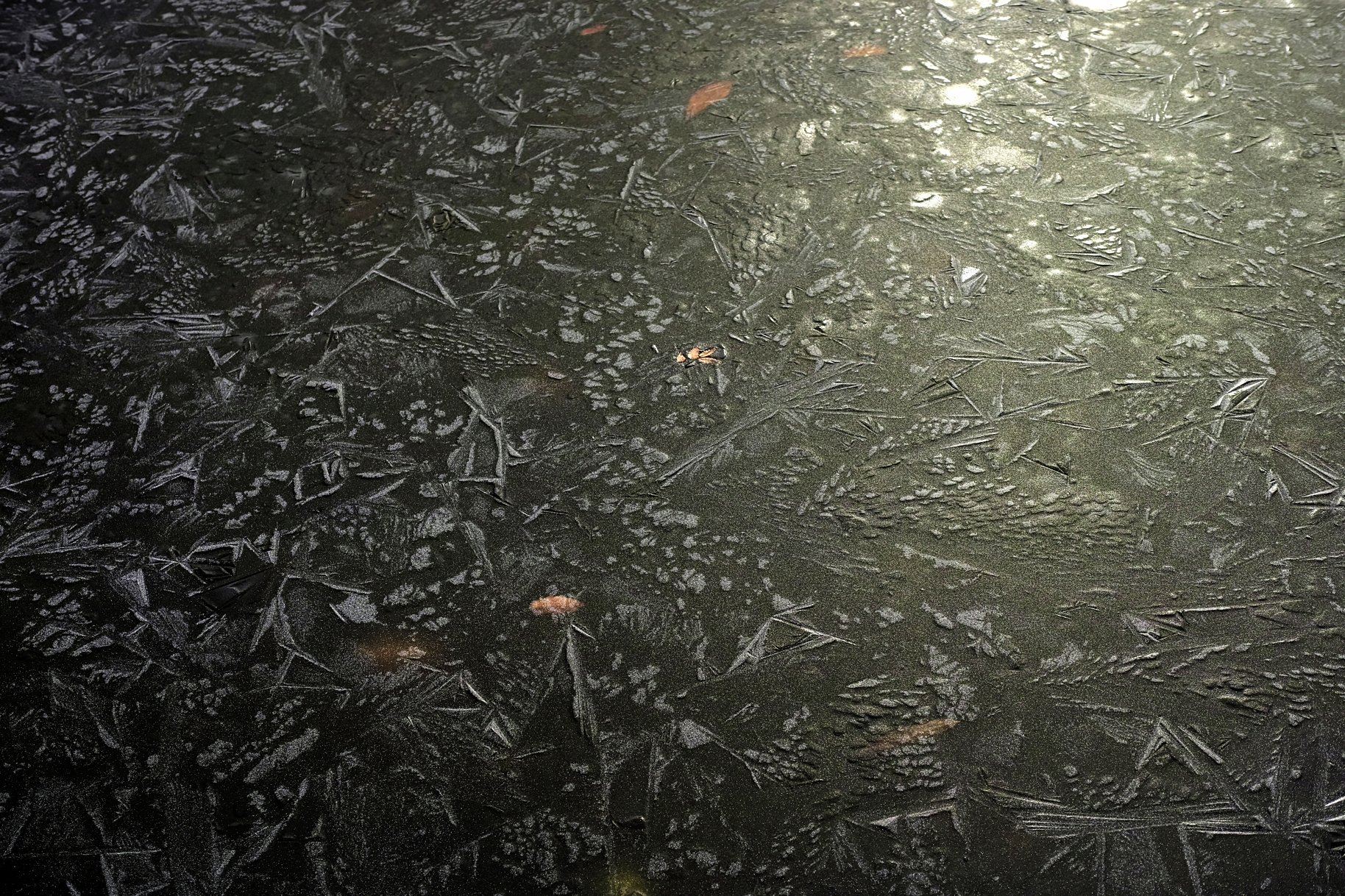 池の氷