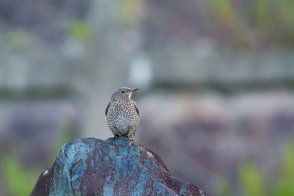 イソヒヨドリ♀