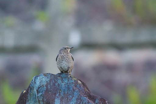 イソヒヨドリ♀