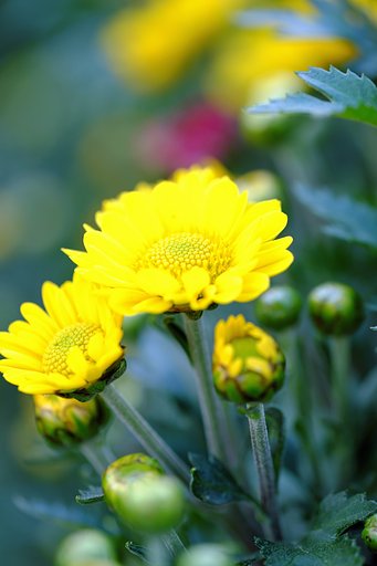 菊