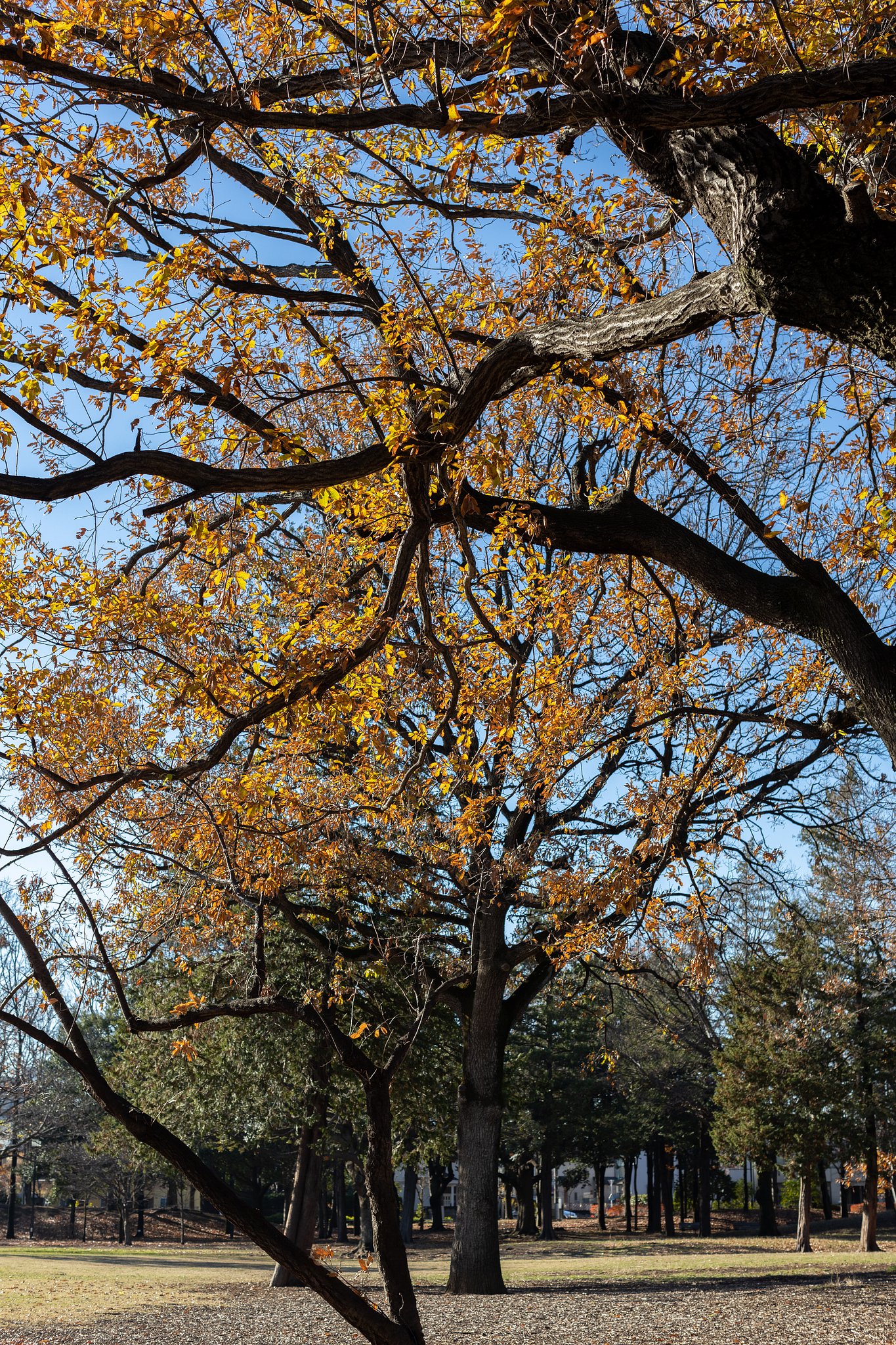 EF50mm f/1.2L USM