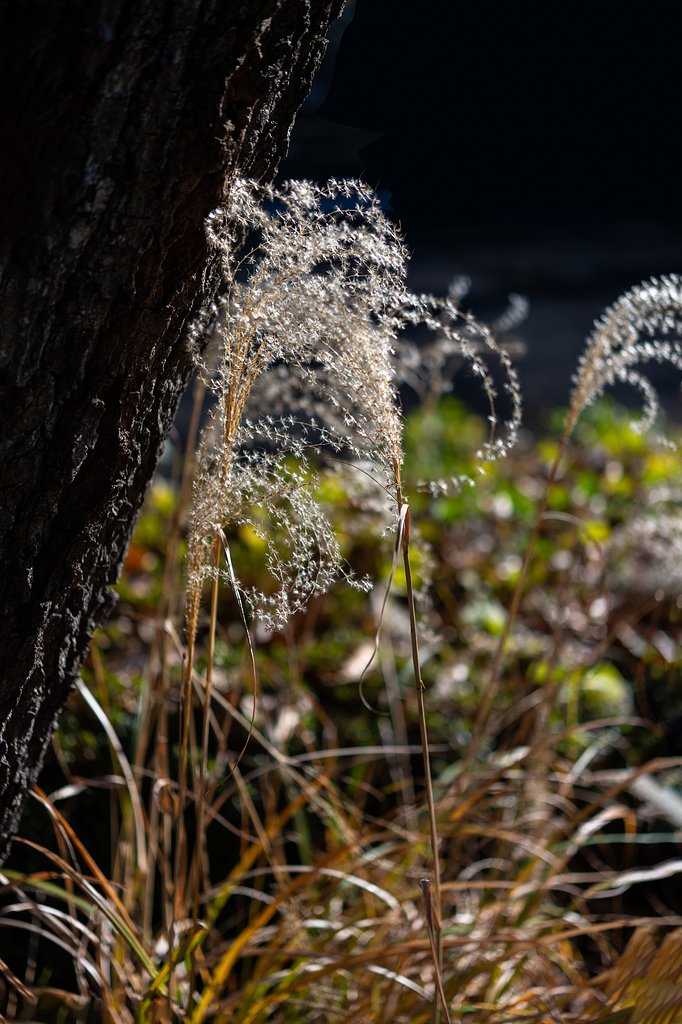 NIKKOR 60mm F2.8 G ED