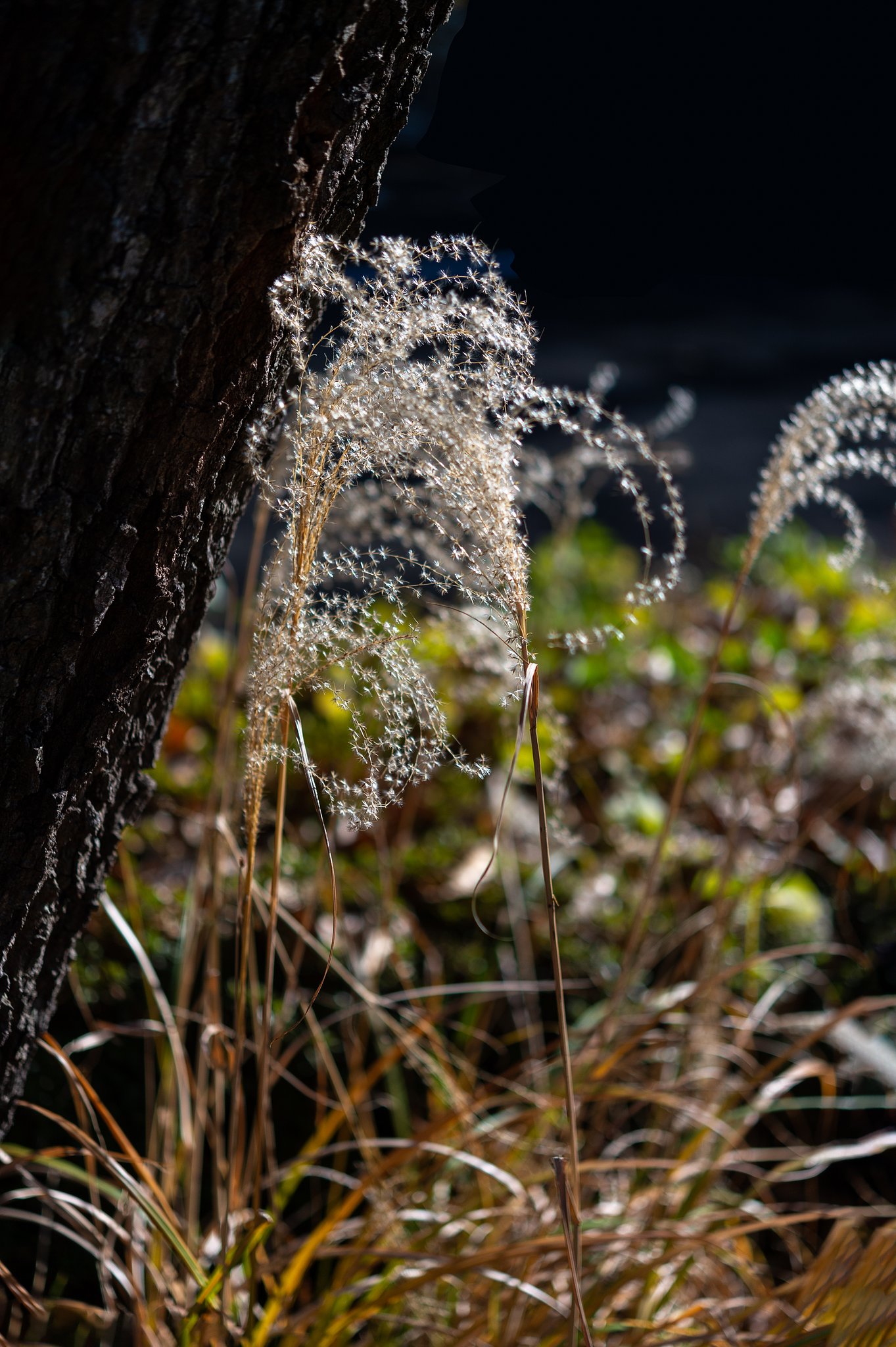 NIKKOR 60mm F2.8 G ED