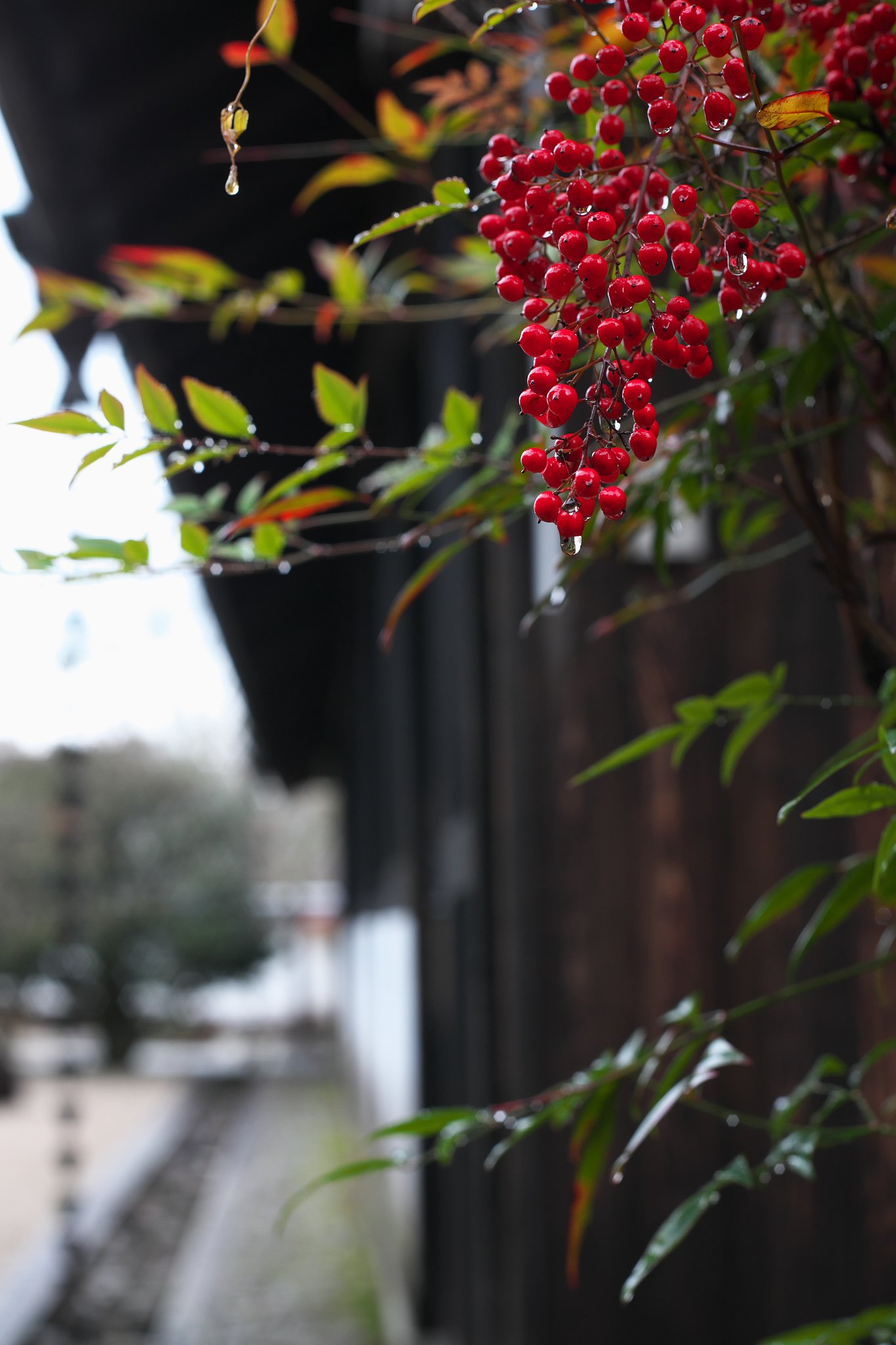 NIKKOR　50ミリ　F2