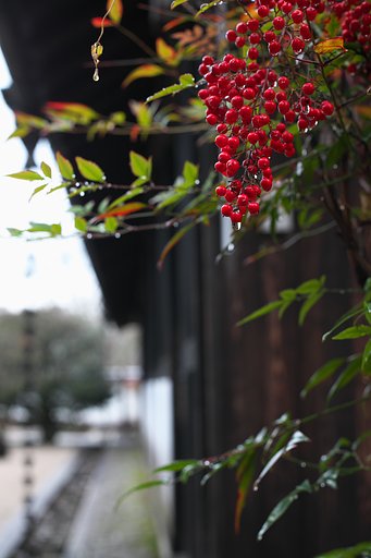 NIKKOR　50ミリ　F2