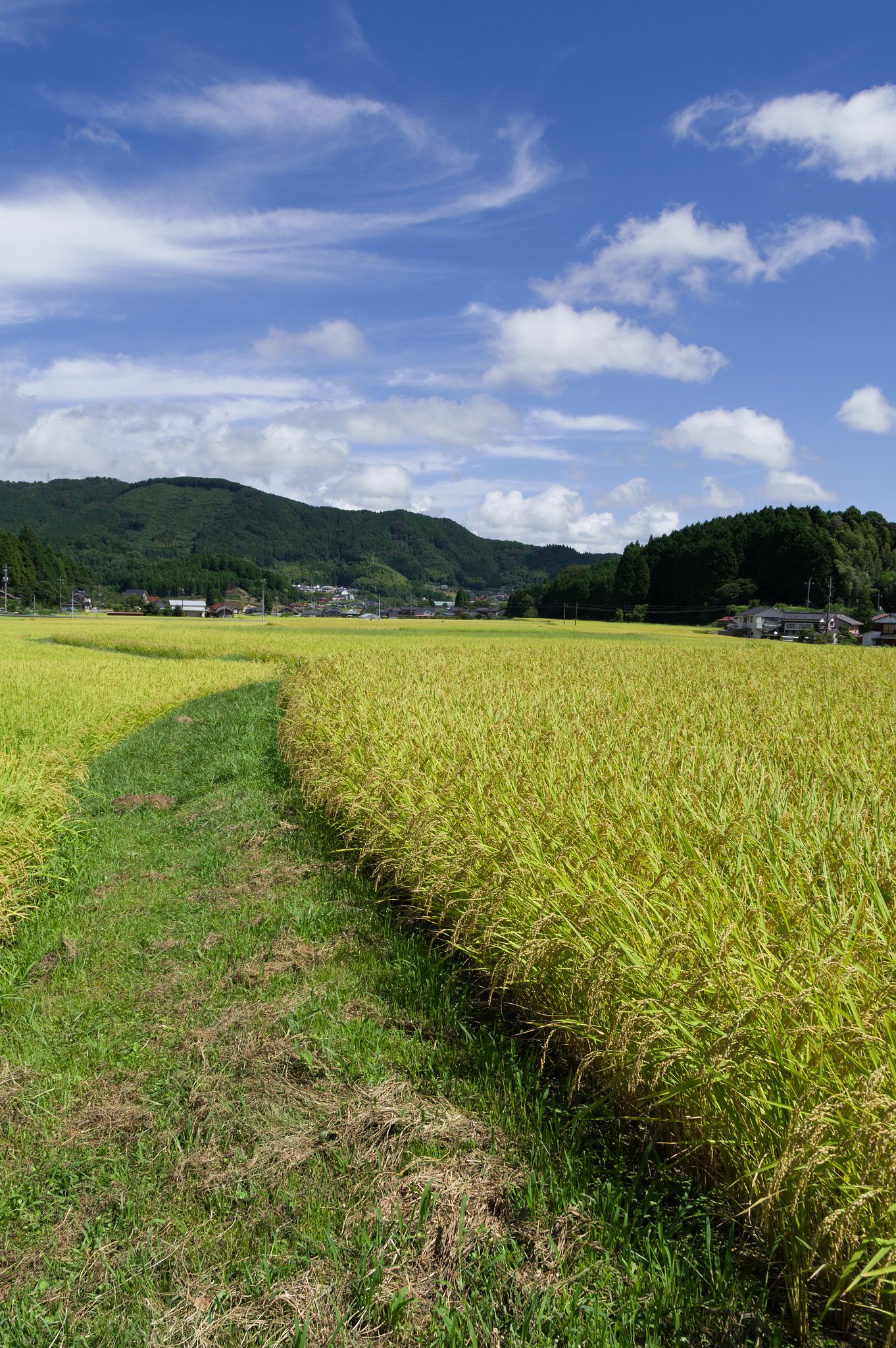 SIGMA 17-50mm F2.8 EX DC HSM 