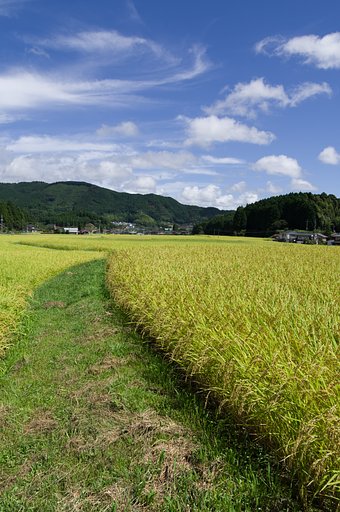 SIGMA 17-50mm F2.8 EX DC HSM 