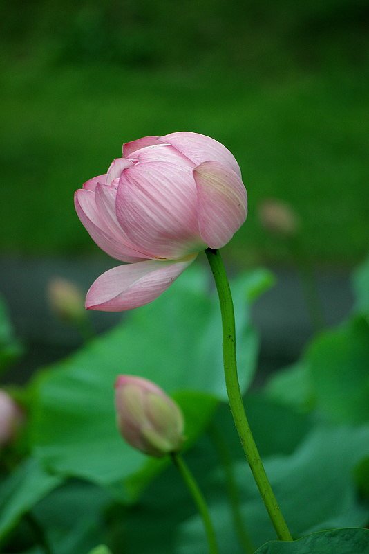 肝心の花は