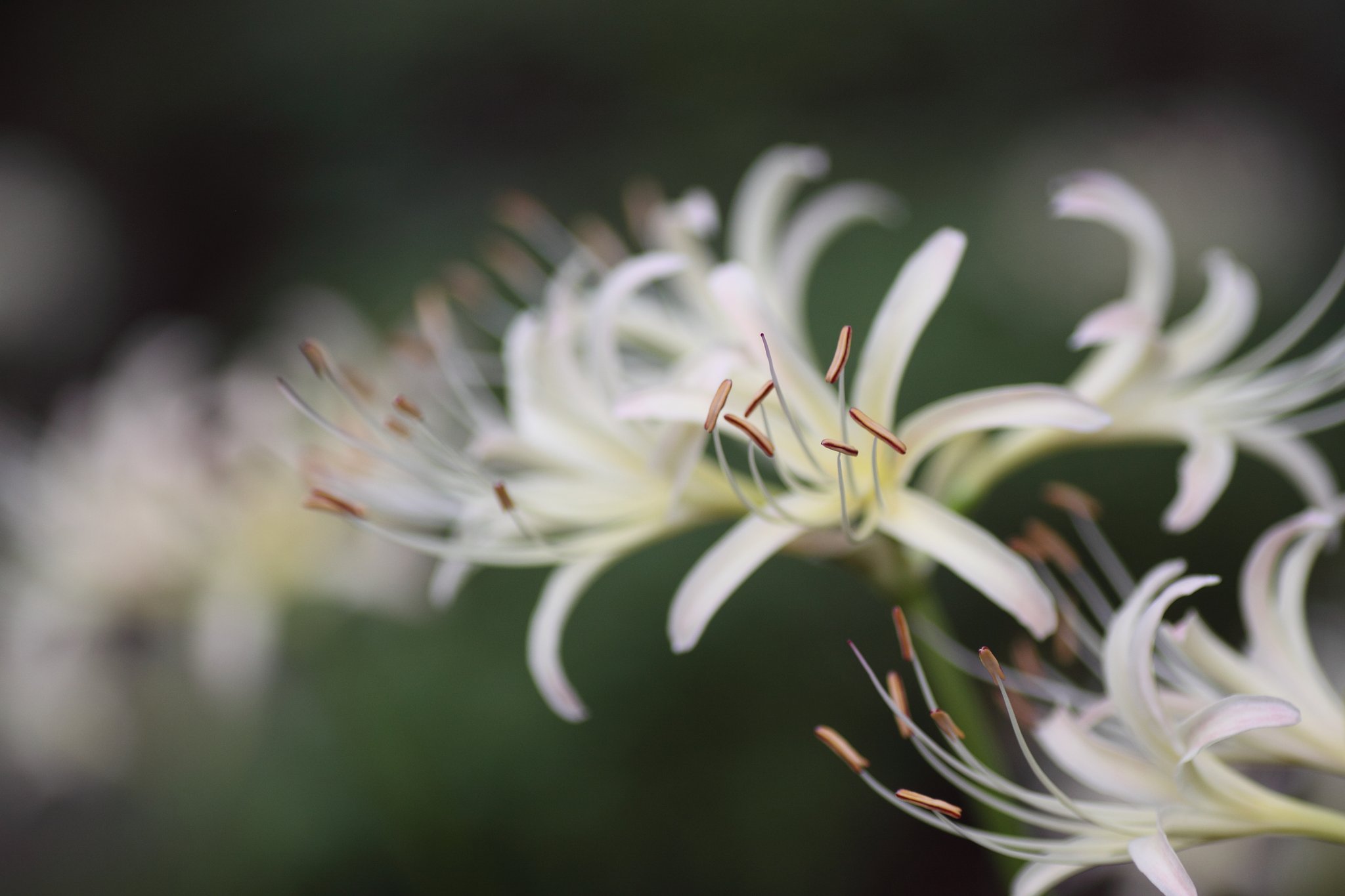 Tamron 90mm f2.8 macro 172E