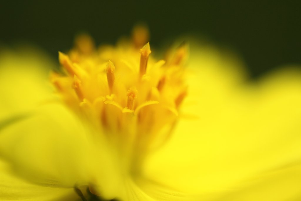 Tamron 90mm f2.8 macro 172E