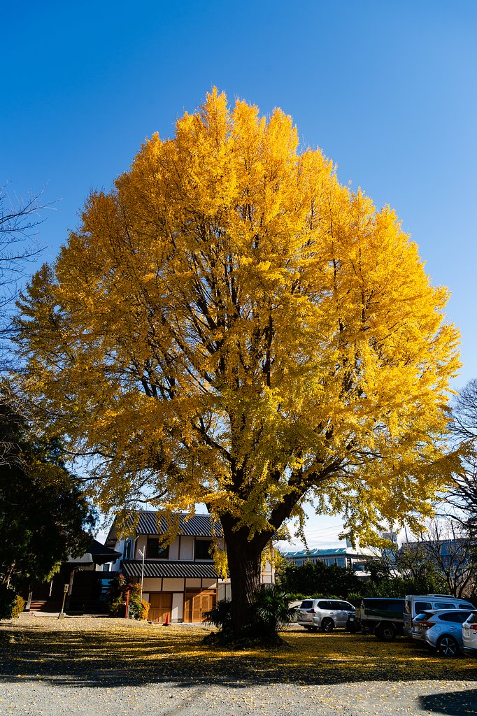 NIKKOR 24-120 mm f/4 G ED VR