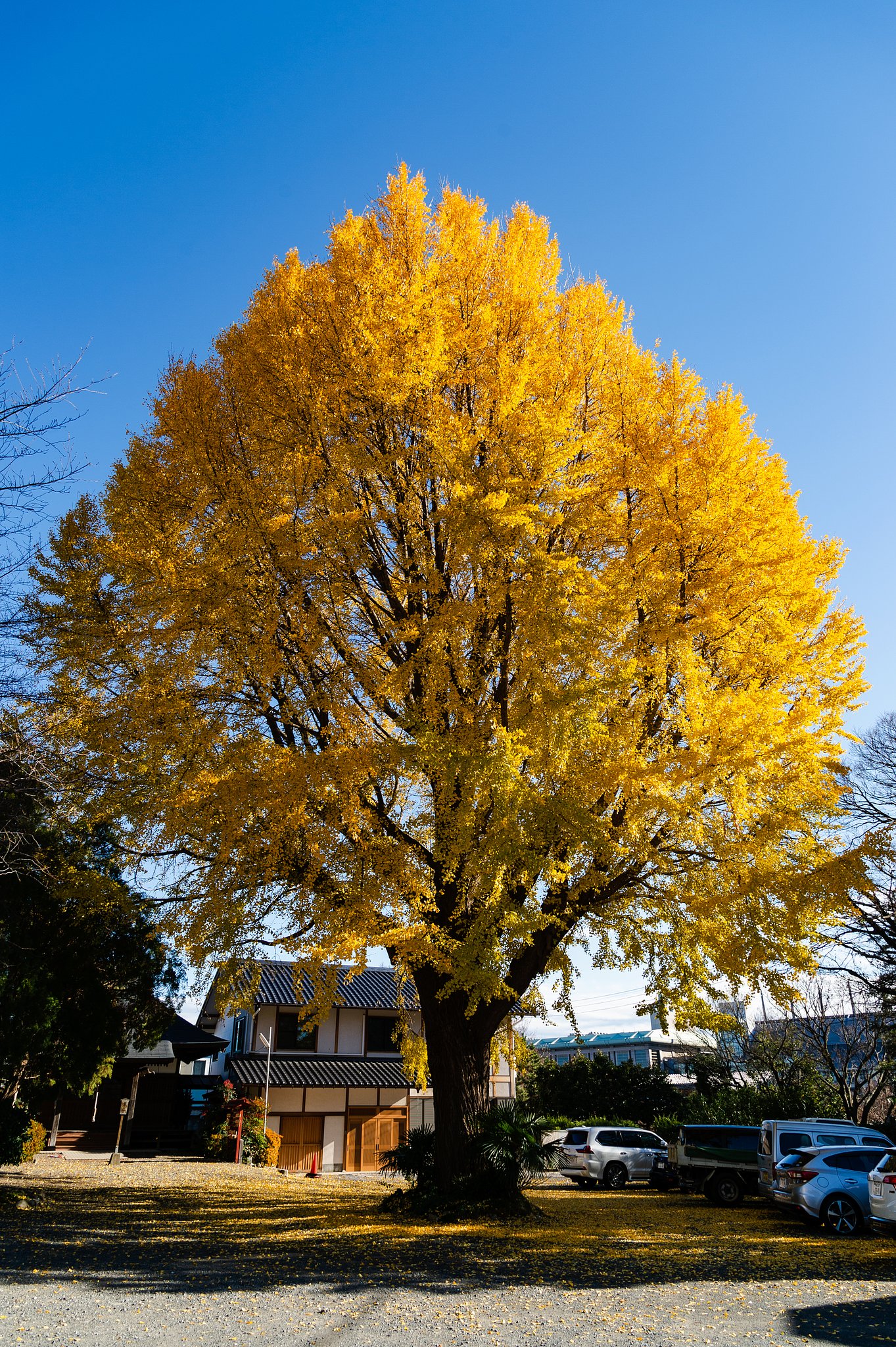 NIKKOR 24-120 mm f/4 G ED VR