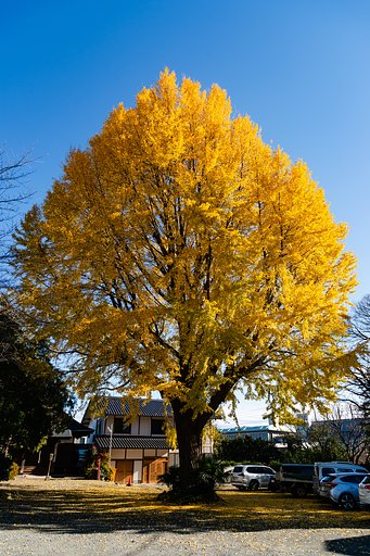 NIKKOR 24-120 mm f/4 G ED VR