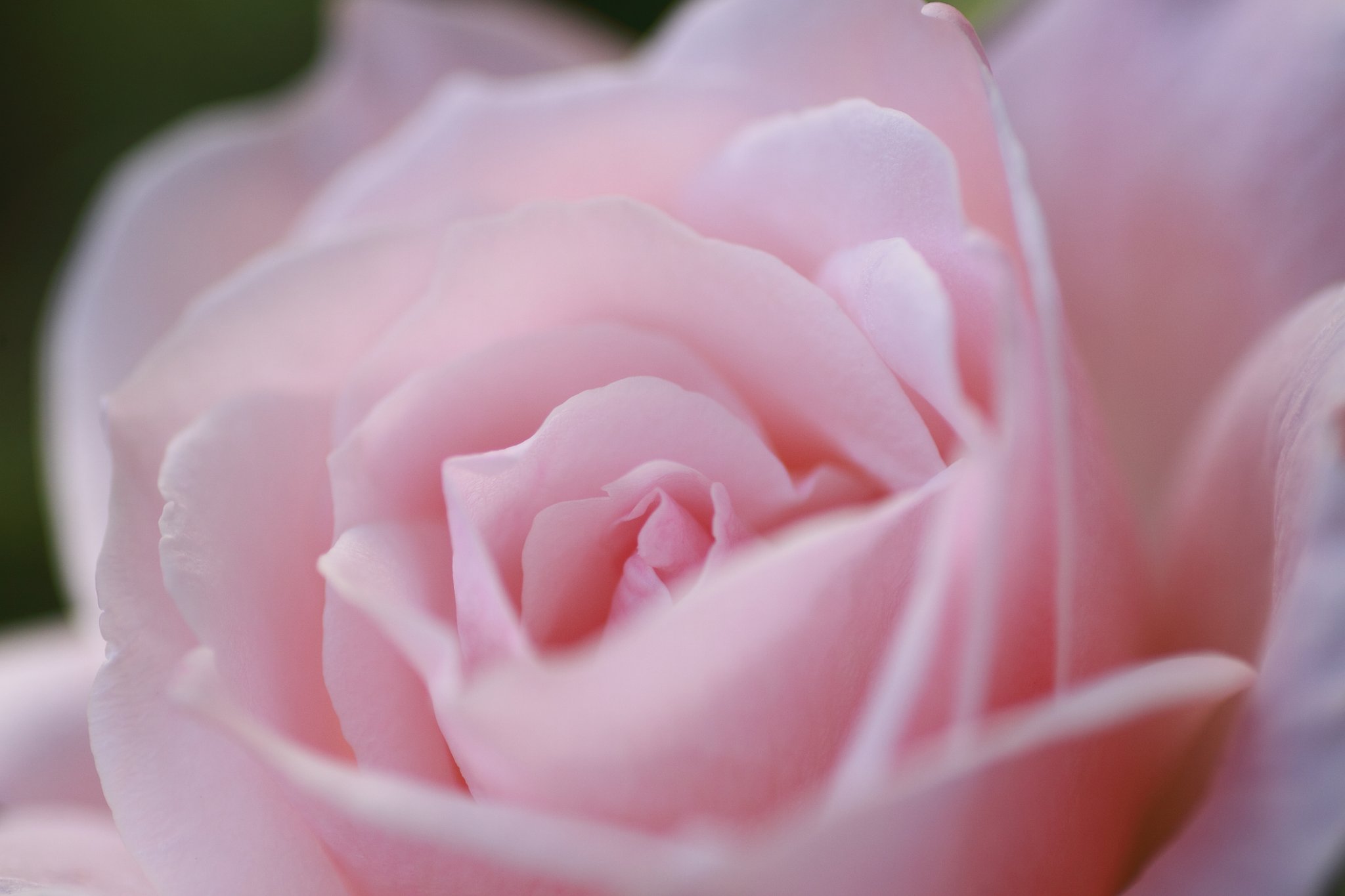 薔薇