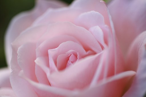 薔薇
