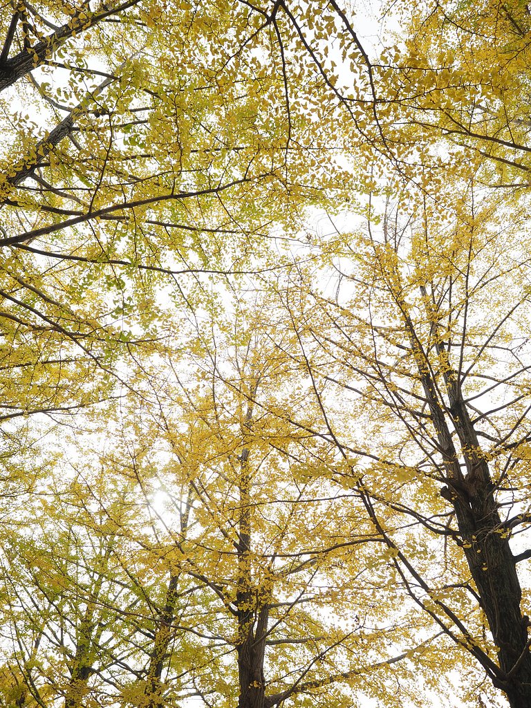 ◎Pana-LEICA DG SUMMILUX 12mm/F1.4 ASPH.