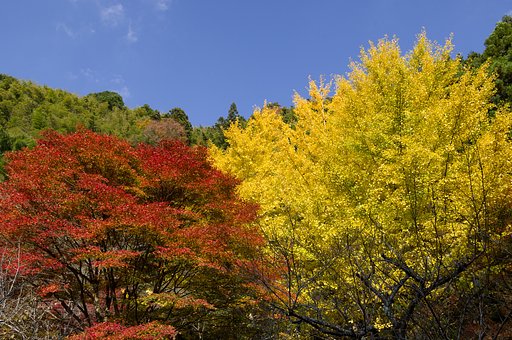 SIGMA 17-50mm F2.8 EX DC HSM 