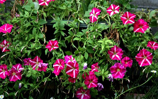 【盛夏】　盛夏の題名は終わります。