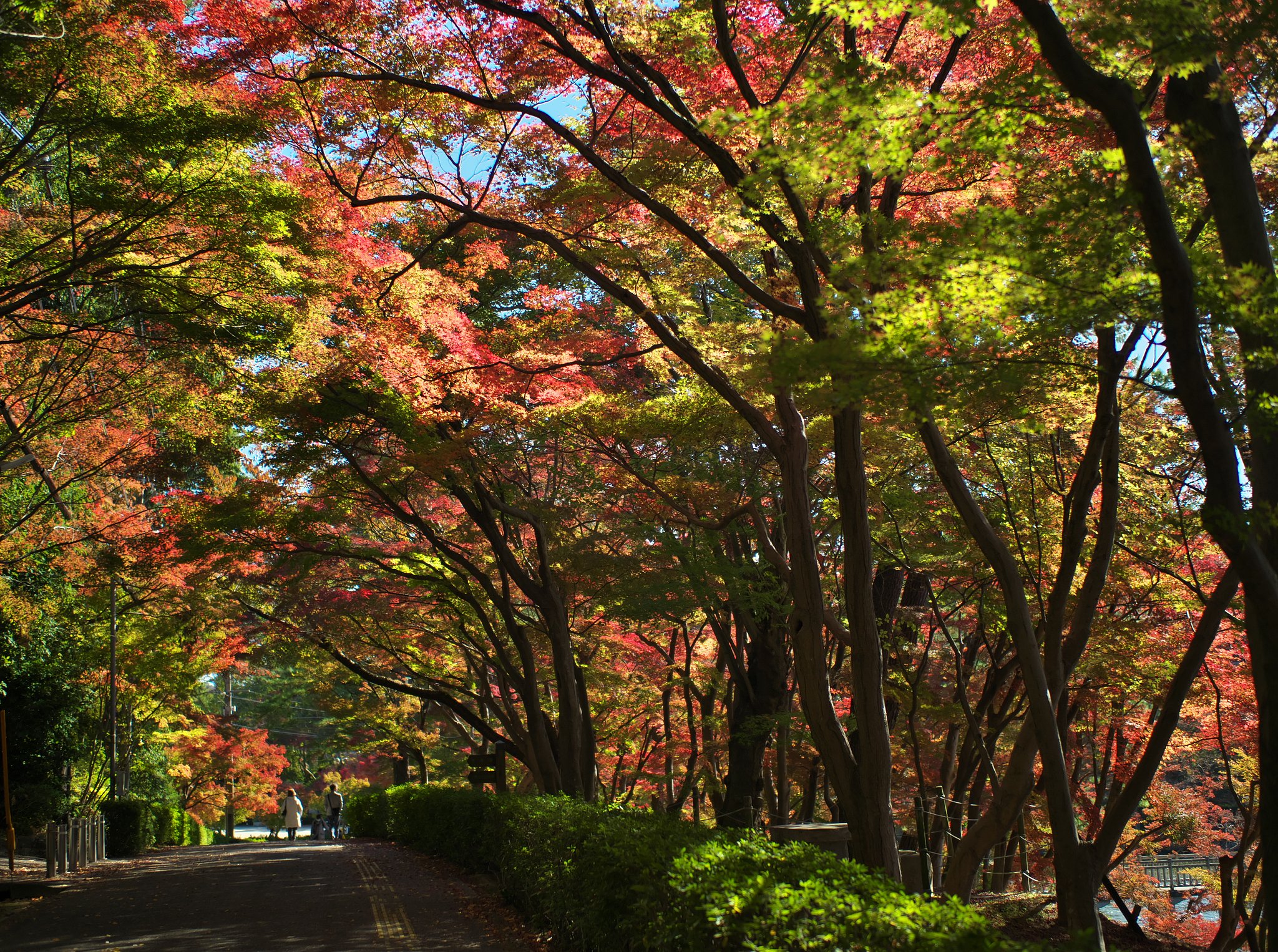 ED 25mm F1.2 Pro