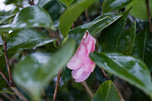 冬に咲く花