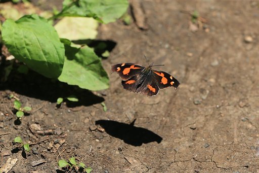 テングチョウ