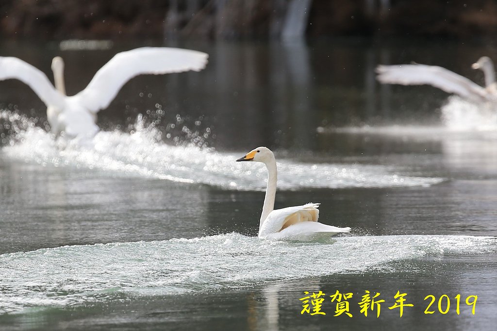 謹賀新年