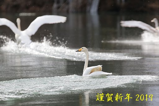 謹賀新年